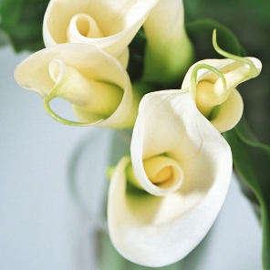 Gallery of Flowers